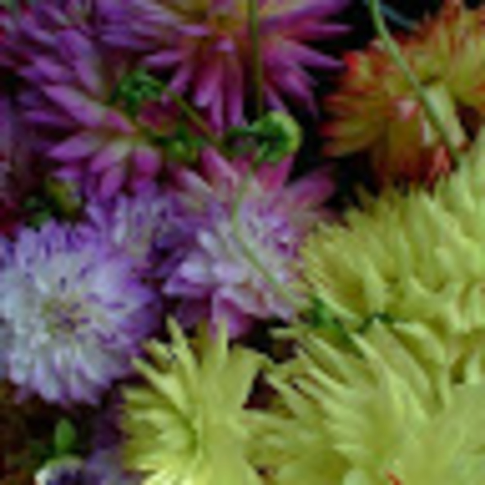 Meet your Posher, Jen